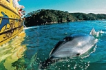 Dolphin Adventures Eco Marine Safari in the Bay of Islands Dolphin Adventures Eco Marine Safari in the Bay of Islands