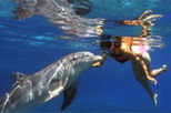 Hawaii Dolphin Swim Adventure