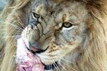 Feed the Big Cats