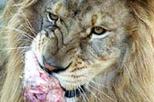 Feed the Big Cats