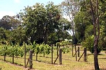 Noosa Valley Winery