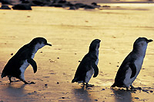 Phillip Island 3 Parks Pass - Penguin Parade and more!