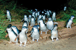 Phillip Island Ultimate Penguin Eco Tour or Skybox Experience