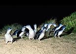 Phillip Island Ultimate Penguin Eco Tour or Skybox Experience