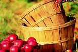Fall Foliage Spectacular
