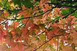 Fall Foliage Spectacular Tour from Boston