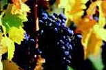 Barossa Valley with Hahndorf Tour from Adelaide