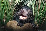 Bonorong Wildlife Park and Richmond Afternoon Tour from Hobart