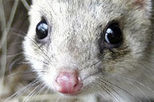 Bonorong Wildlife Park , Derwent River Cruise and Cadbury Chocolate Factory Tour from Hobart