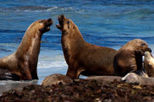 Kangaroo Island in a Day Tour from Adelaide