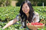 Mornington Peninsula including Strawberry Farm Day Tour from Melbourne