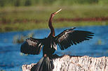Costa Rican Wildlife in Palo Verde National Park
