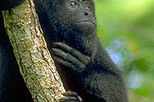 Community Baboon Sanctuary
