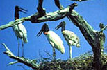 Crooked Tree Wildlife Sanctuary