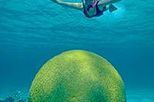 Manatee Watch and Barrier Reef Snorkel