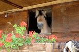 Horse Riding in Chianti Day Trip from Florence