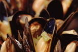 Brussels Night Walking Tour: Gourmet Belgian Food