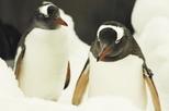 Penguin Passport at Melbourne Aquarium