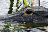 Private Tour: Florida Everglades Airboat Adventure and Wildlife Encounter Ticket