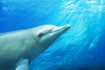 Swim with Dolphins Day Trip from Perth 