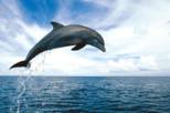 Dolphin Watch and Snorkel Cruise