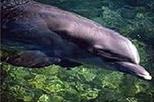 Key West Shore Excursion: Dolphin Watch and Snorkel Cruise