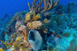 Key West Shore Excursion: Reef Express Snorkeling Tour