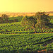 Barossa Valley Private Wine Tour, Adelaide, from Viator.com