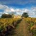 Two Day Private Coonawarra Wine Region (Limestone Coast) Tour, Adelaide, from Viator.com