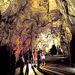 Discover Waitomo Caves and Rotorua (Overnight Tour from Auckland)
