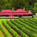 2-Day O'Reilly's Lamington National Park Tour
