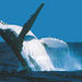 Moreton Bay Whale Watching
