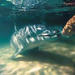 Tangalooma Resort Moreton Island Day Cruise with Optional Dolphin Feeding