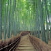 Arashiyama and Sagano Walking Tour
