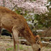 Nara Afternoon Tour - Todaiji, Deer Park, Kasuga Shrine
