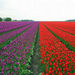 Amsterdam Day Tour from Brussels
