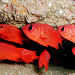 Discover Scuba Diving around Los Cabos, Los Cabos, from Viator.com