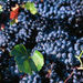 2-Day Hunter Valley Wine Tasting Tour with Overnight at Hunters Resort
