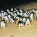 Phillip Island: Penguins, Koalas and Kangaroos Day Tour from Melbourne
