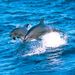 Southern Coast and Highlands Day Tour including Jervis Bay Dolphin Cruise
