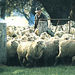 Warrook Cattle Farm, Koalas and Penguin Parade Day Tour from Melbourne

