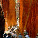 West MacDonnell Ranges Half-Day Tour with Optional Alice Springs Desert Park
