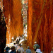 West MacDonnell Ranges Half-Day Tour with Optional Alice Springs Desert Park