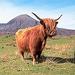 Three Day Scottish Wilderness Tour - Inverness and the Highlands
