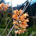 Big Island Day Trip: Volcano Adventure from Maui
