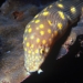 St Lucia's Glass Bottom Boat Tour, Castries, from Viator.com