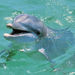 Whale Watching and Dolphin Spotting Cruise, St Lucia, Castries, from Viator.com