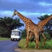 Aquila Game Reserve Wildlife Safari, Cape Town, from Viator.com