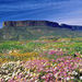 Flower Express - Wildflowers of South Africa, Cape Town, from Viator.com