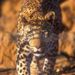 Four Day Classic Etosha Tour from Swakopmund, Swakopmund, from Viator.com